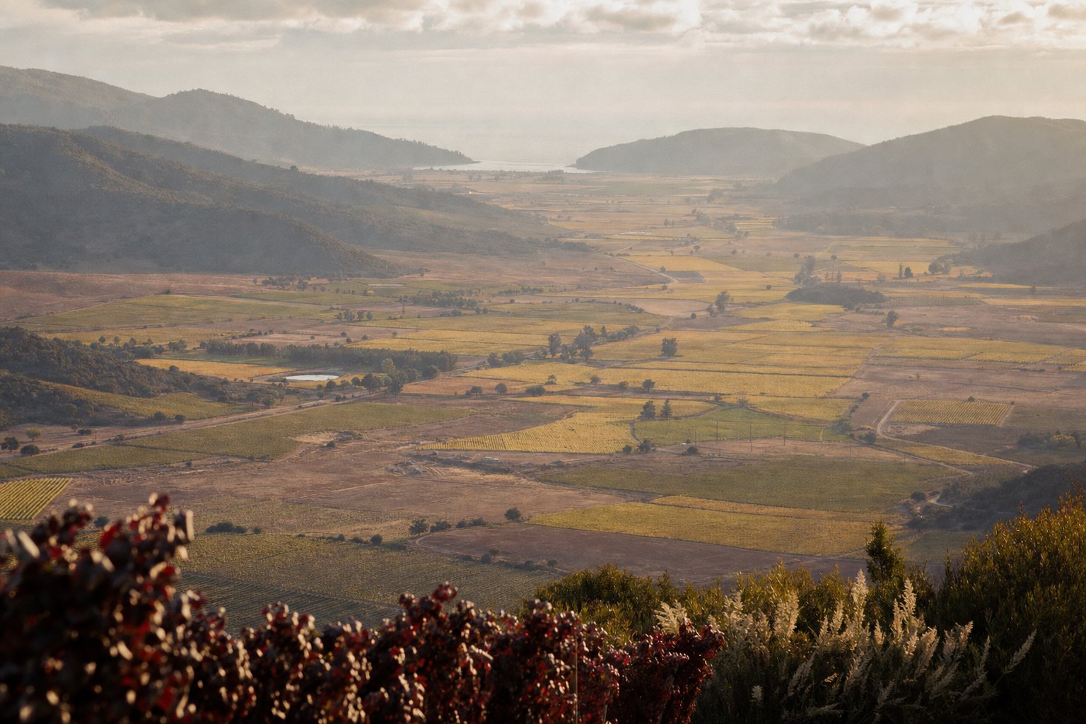 Viñas del Valle de Casablanca