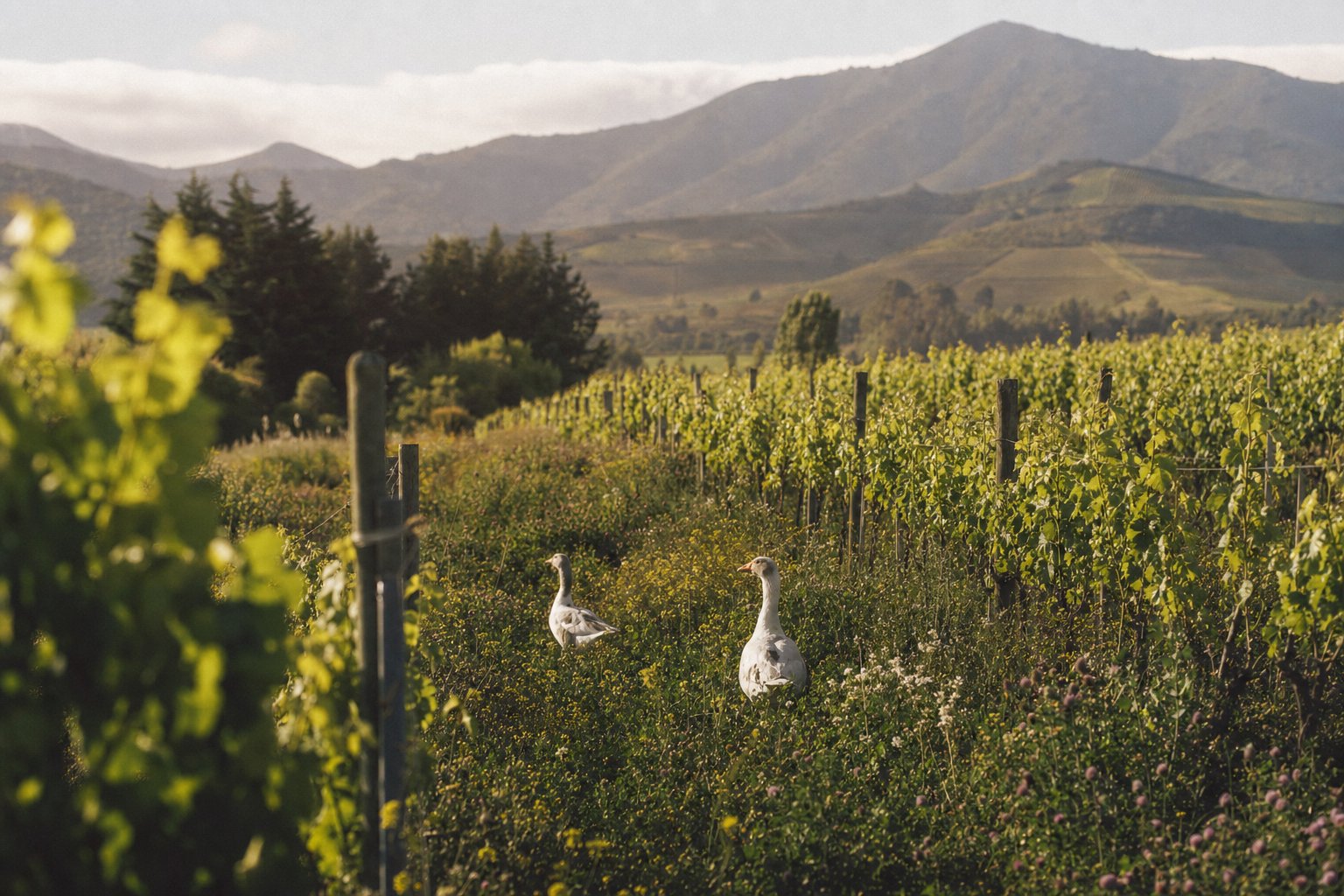 Viñedos del Valle de Casablanca — Emiliana