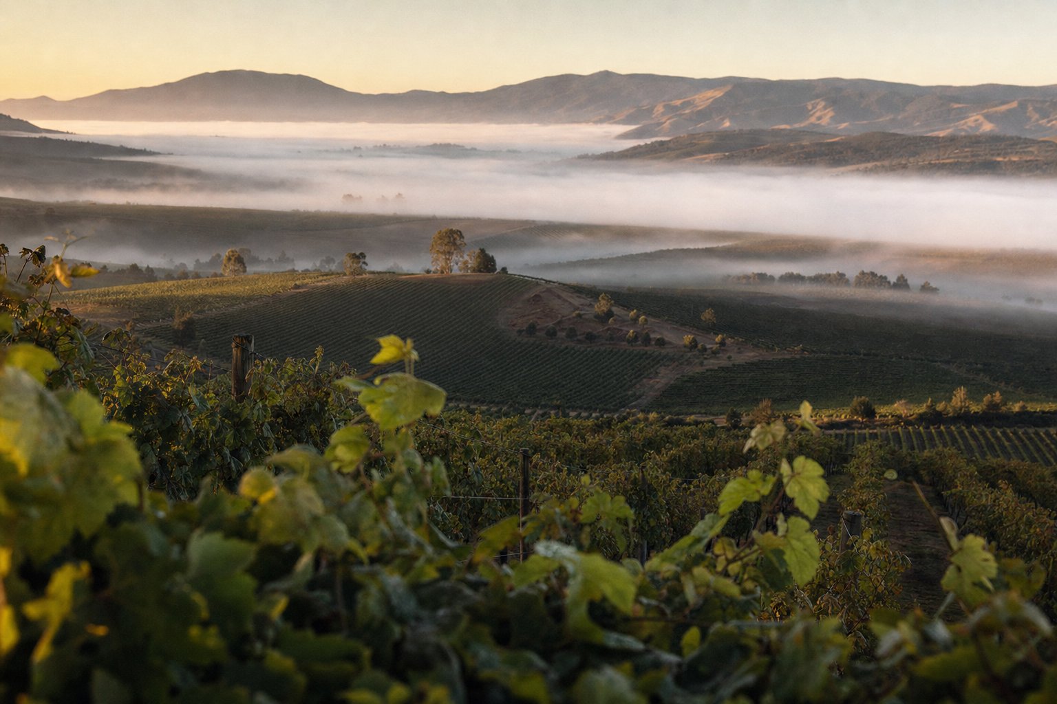 Niebla matutina del Pacífico sobre los viñedos del Valle de Casablanca