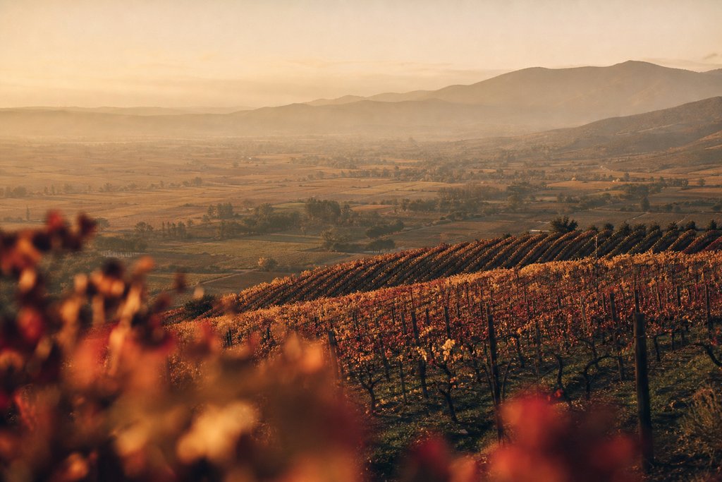 Viñedos del Valle de Casablanca — Viña Indómita