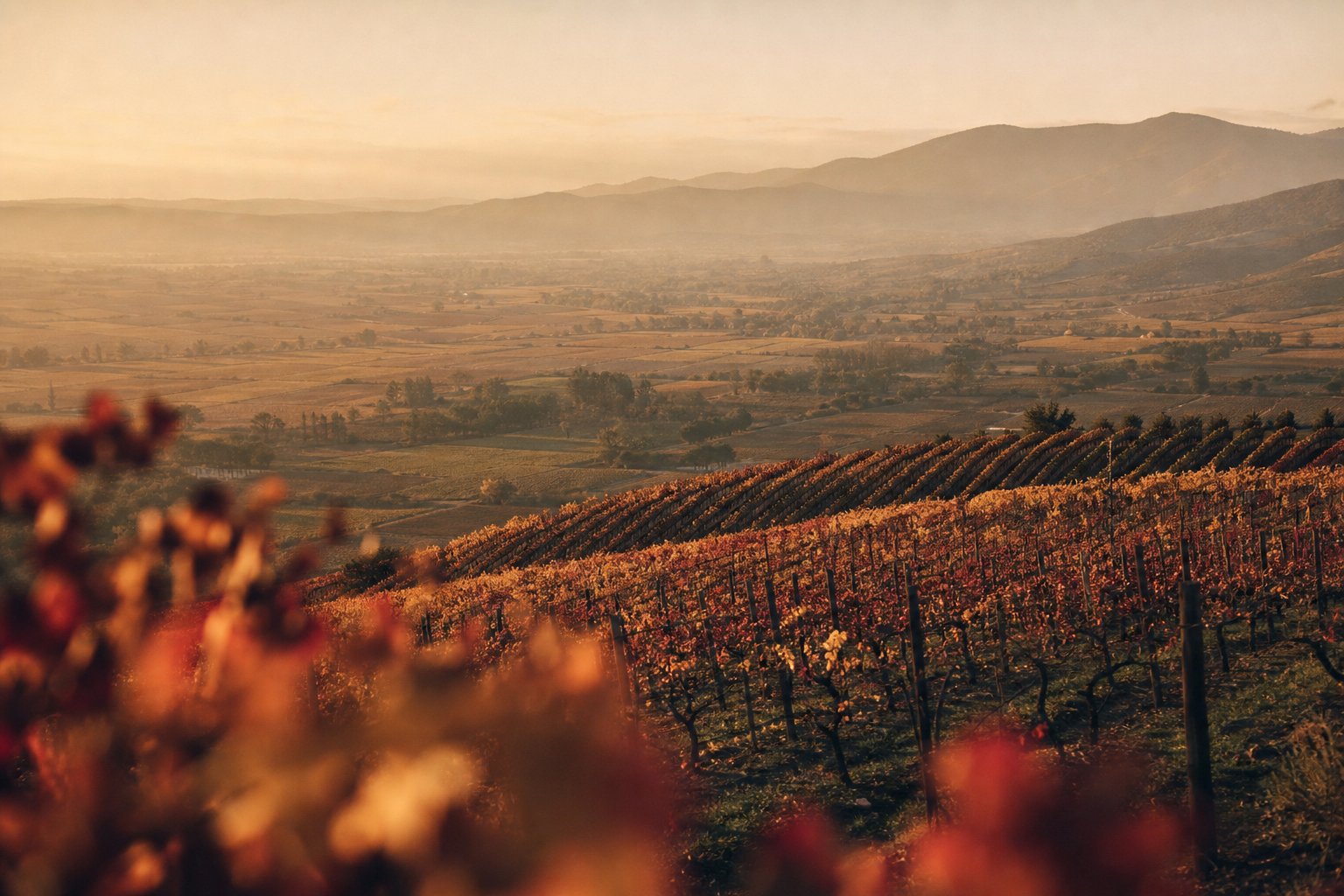 Viñedos del Valle de Casablanca — Viña Indómita