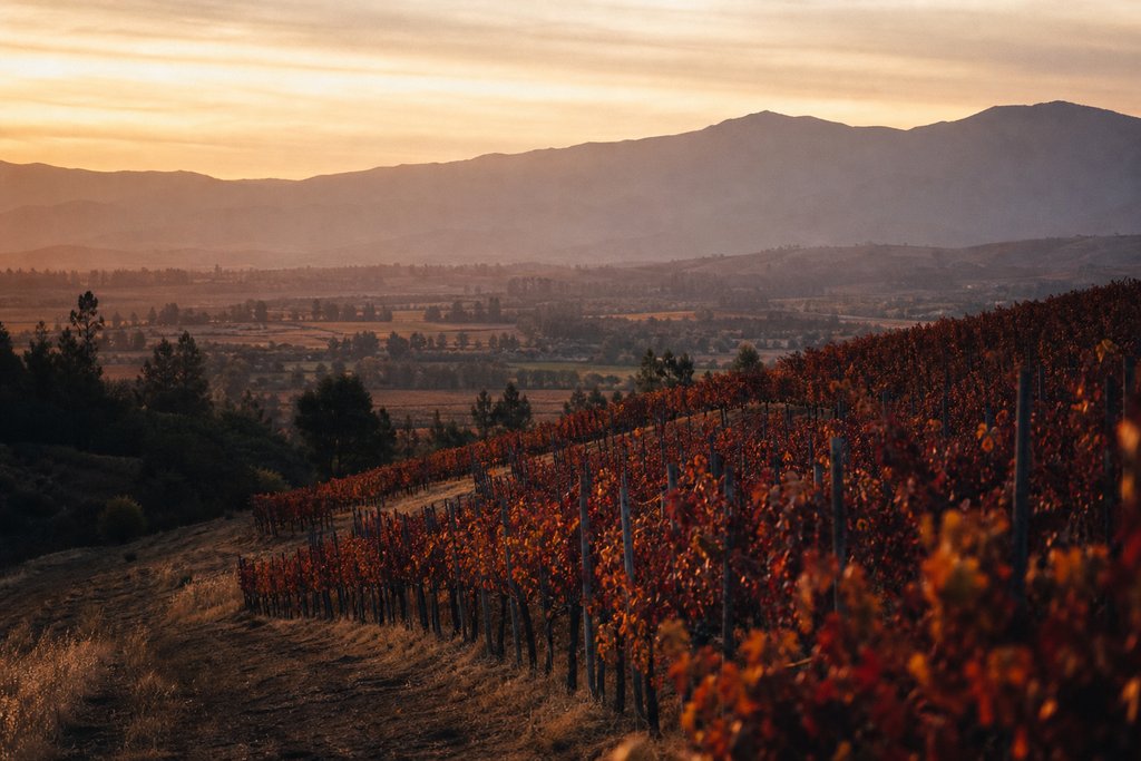 Viñedos — Loma Larga