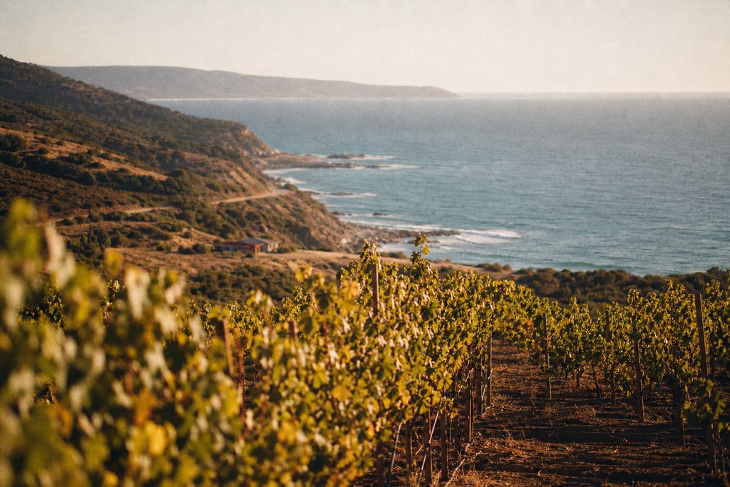 Viñedos — Viña Quintay