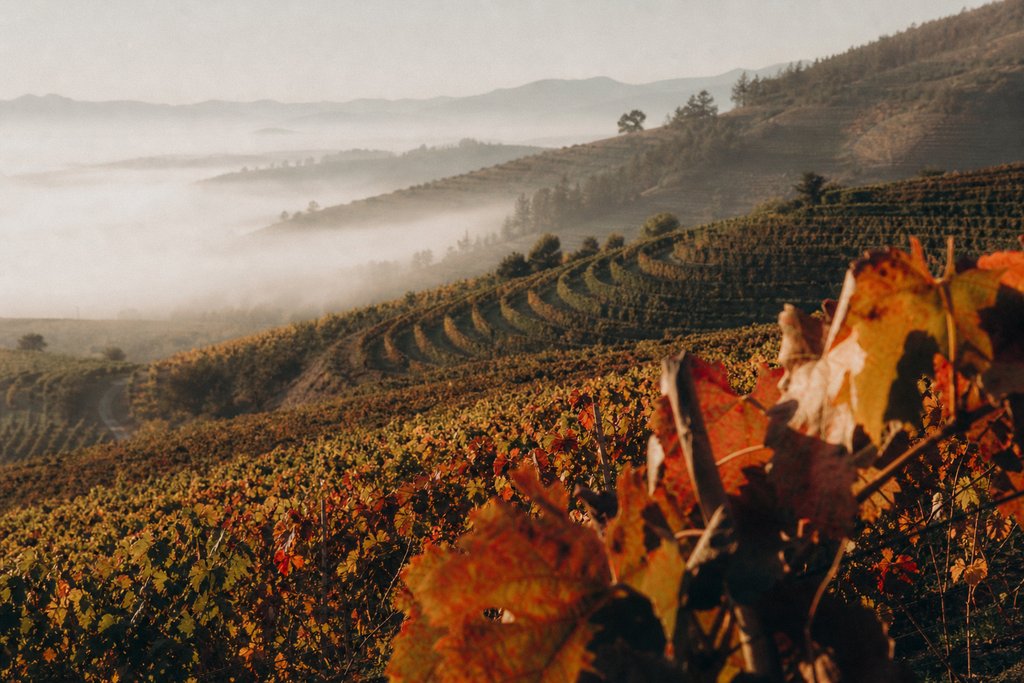 Viñedos del Valle de Casablanca — Tapihue Wines