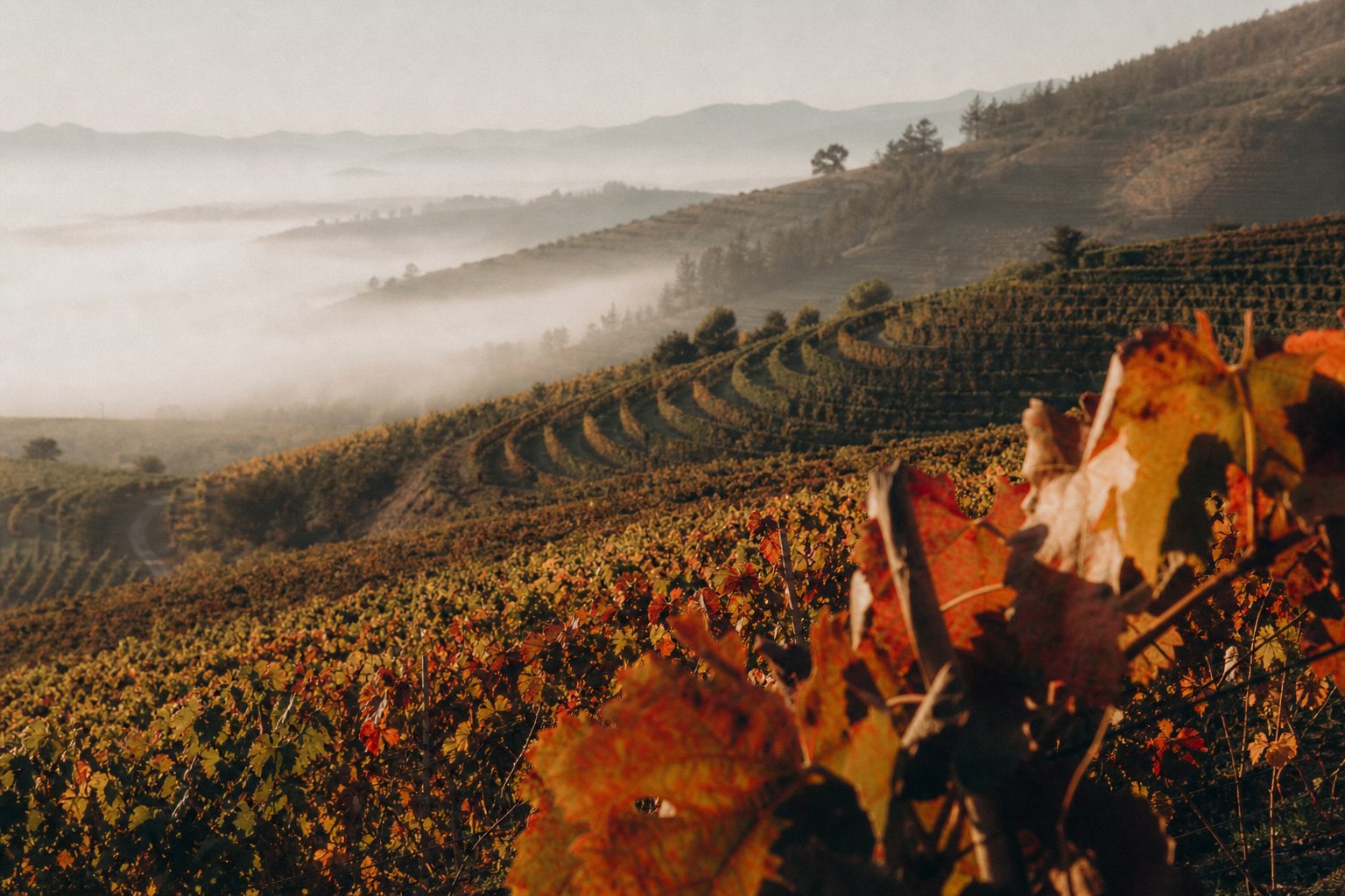 Viñedos del Valle de Casablanca — Tapihue Wines