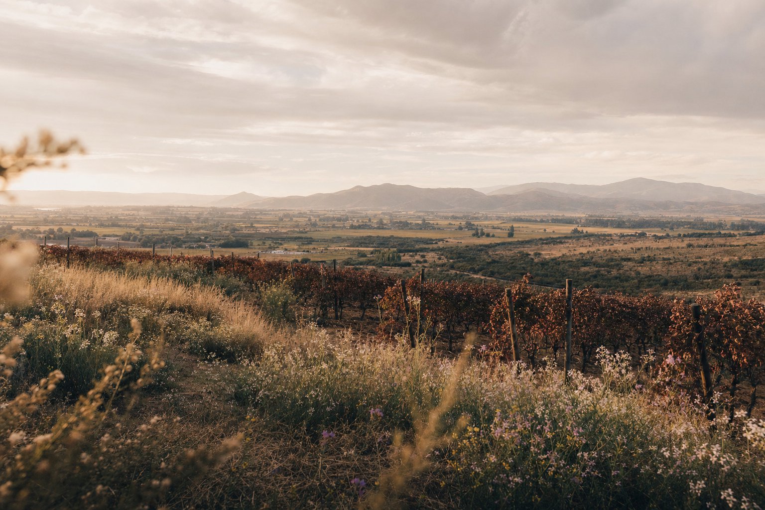 Viñedos del Valle de Casablanca — Veramonte