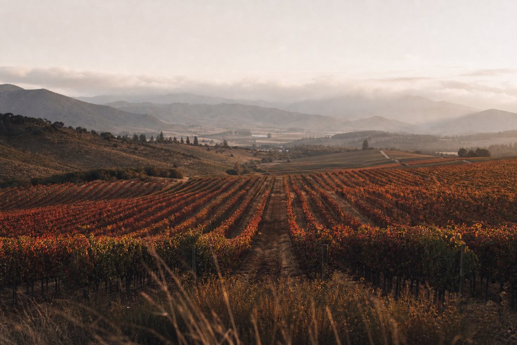 Viñedos del Valle de Casablanca — Viña Casablanca