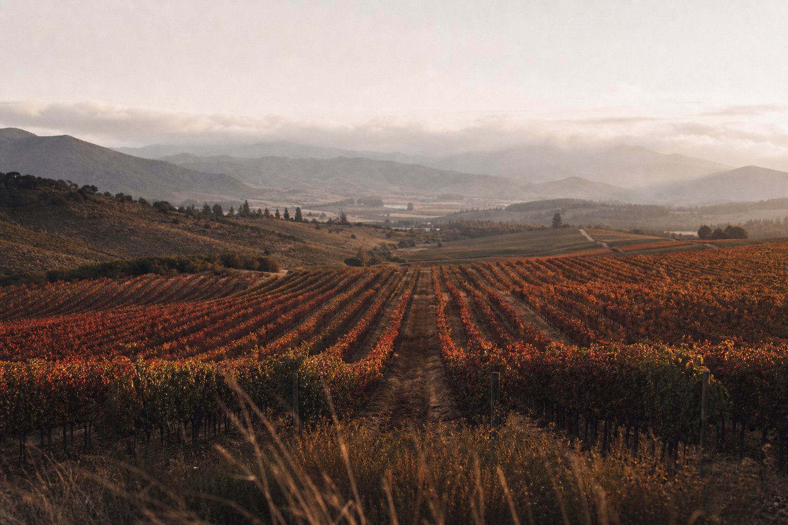 Viñedos del Valle de Casablanca — Viña Casablanca